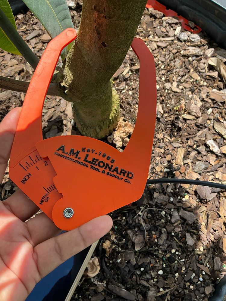 mangifera-indica-valencia-pride-mango