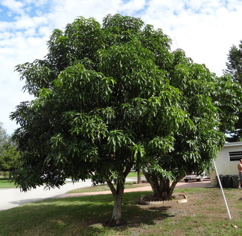 mangifera-mango