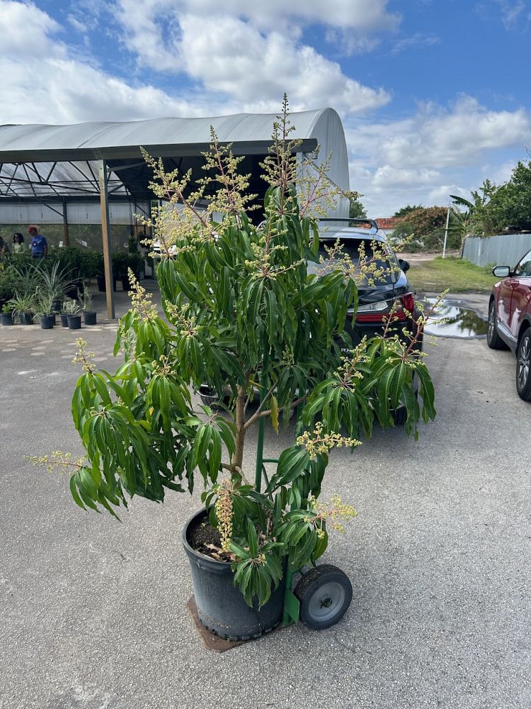mangifera-mango