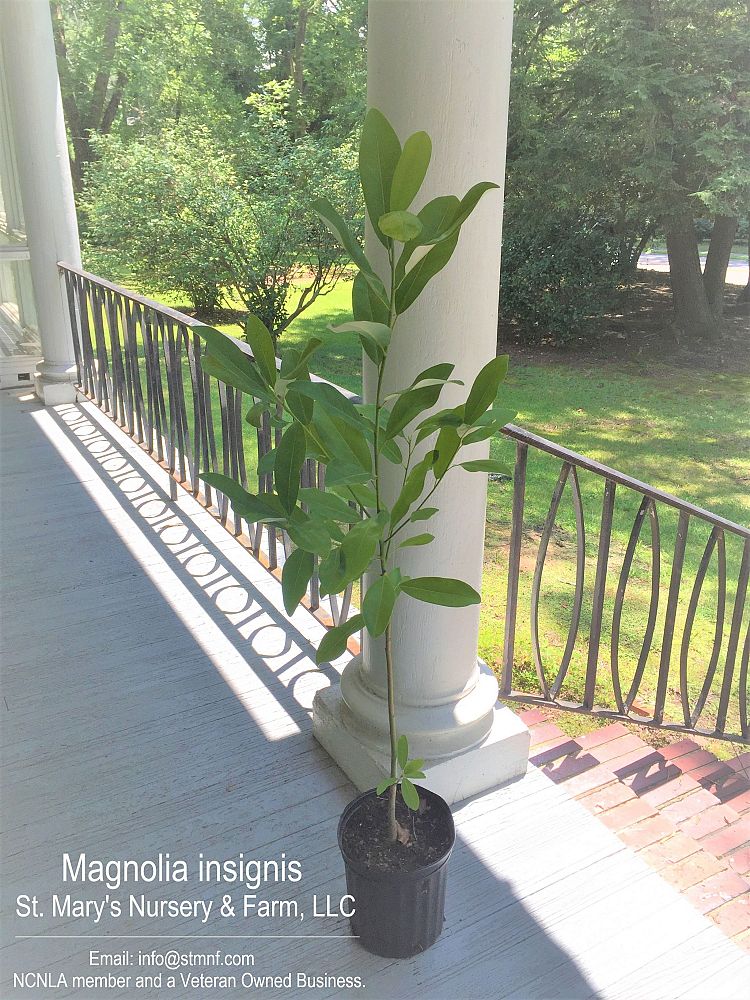 manglietia-insignis-red-lotus-tree