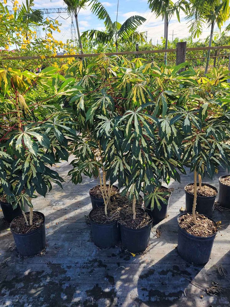 manihot-esculenta-variegata-variegated-tapioca