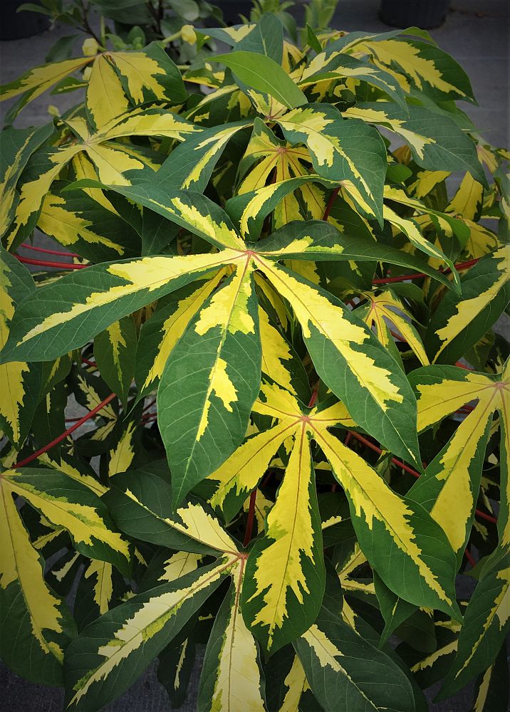 manihot-esculenta-variegata-variegated-tapioca