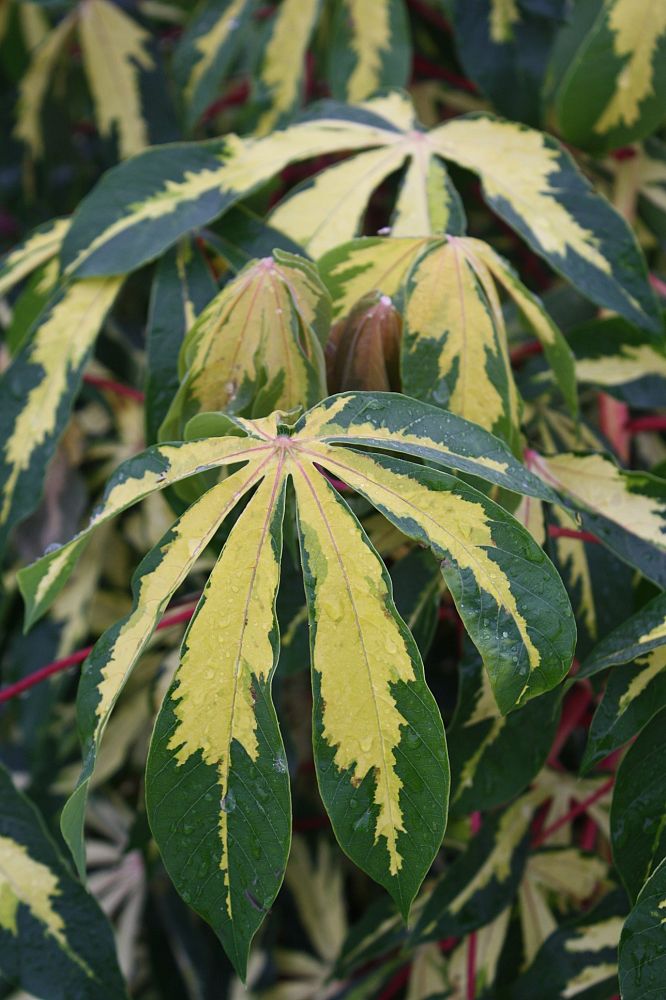 manihot-esculenta-variegata-variegated-tapioca