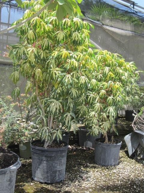 manihot-esculenta-variegata-variegated-tapioca