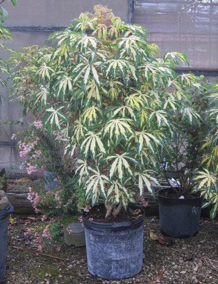 manihot-esculenta-variegata-variegated-tapioca