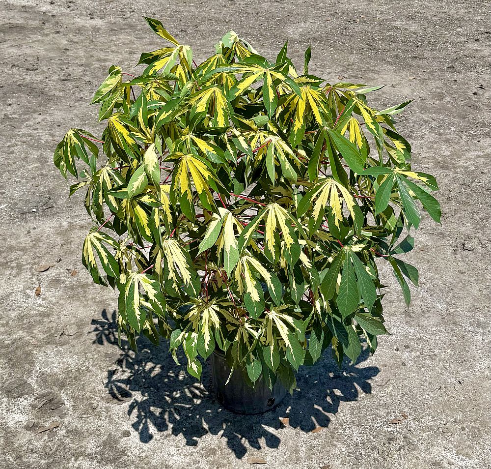 manihot-esculenta-variegata-variegated-tapioca