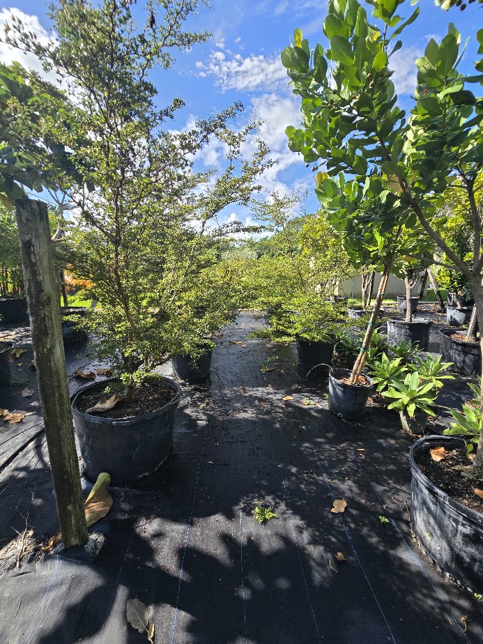 manilkara-roxburghiana-mimusops