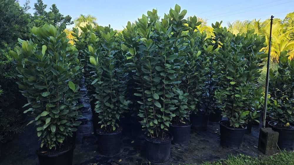 manilkara-roxburghiana-mimusops