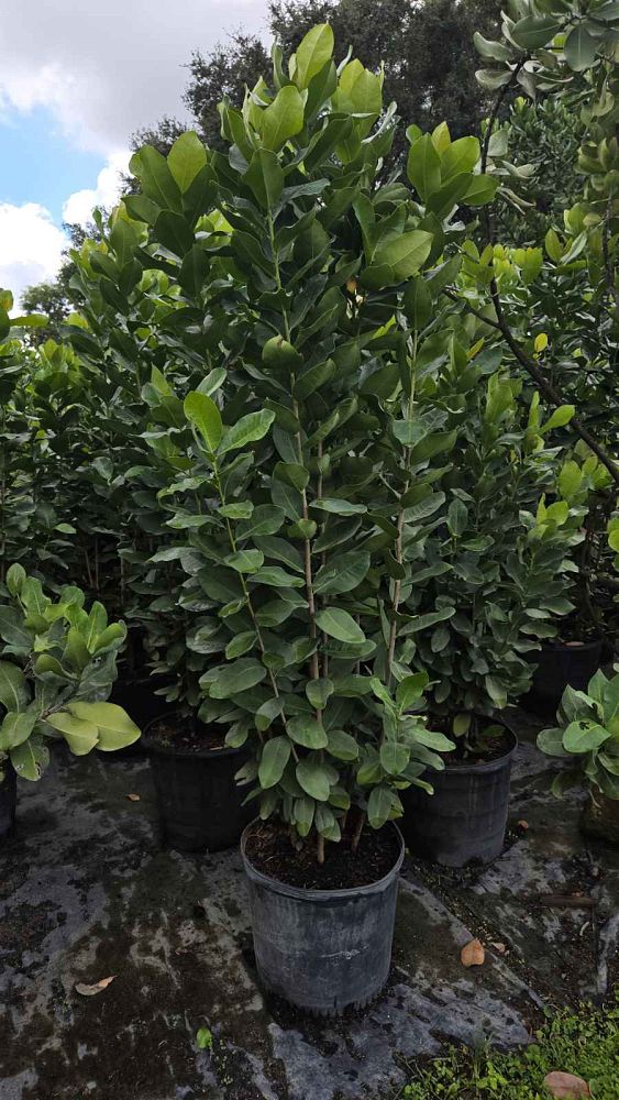 manilkara-roxburghiana-mimusops