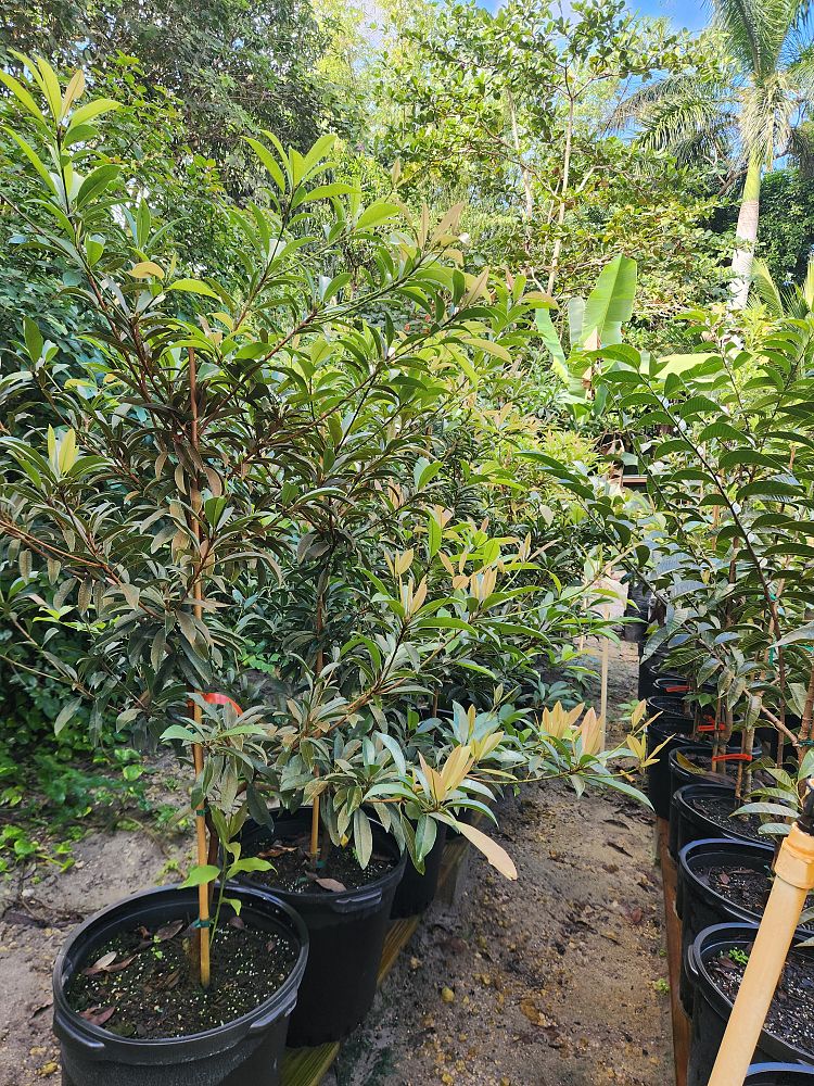 manilkara-zapota-alano-nispero-sapodilla