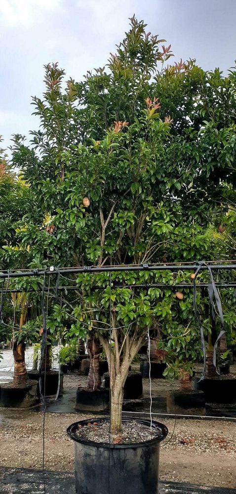 manilkara-zapota-gigantia-sapodilla