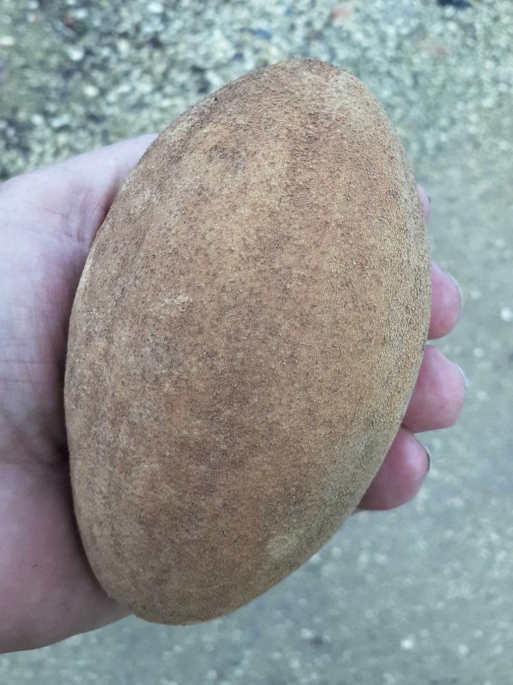manilkara-zapota-gigantia-sapodilla