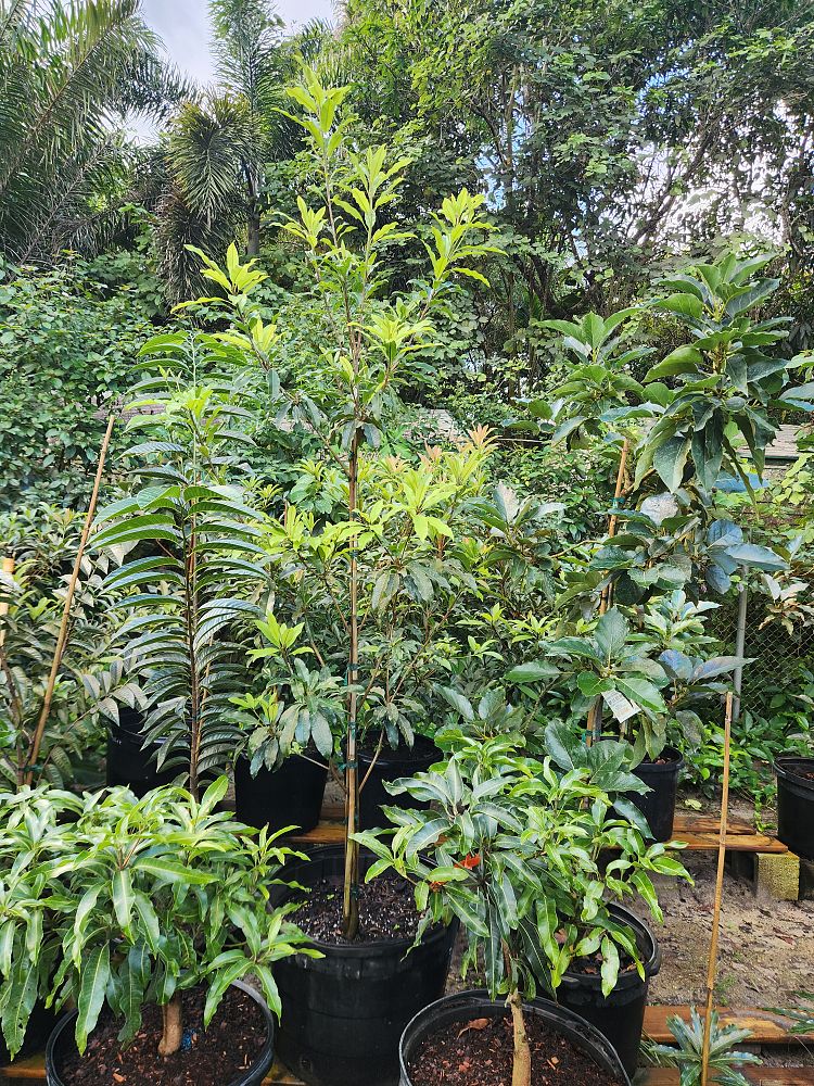 manilkara-zapota-molix-sapodilla