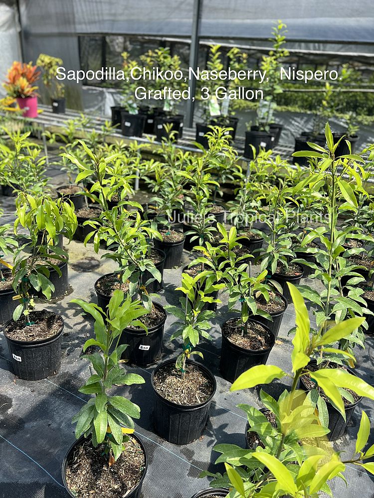 manilkara-zapota-morena-sapodilla