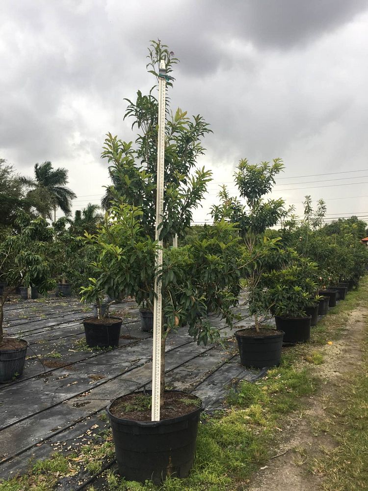 manilkara-zapota-sapodilla
