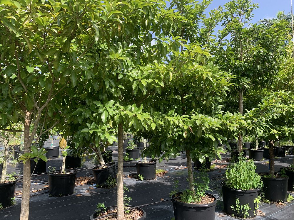 manilkara-zapota-sapodilla