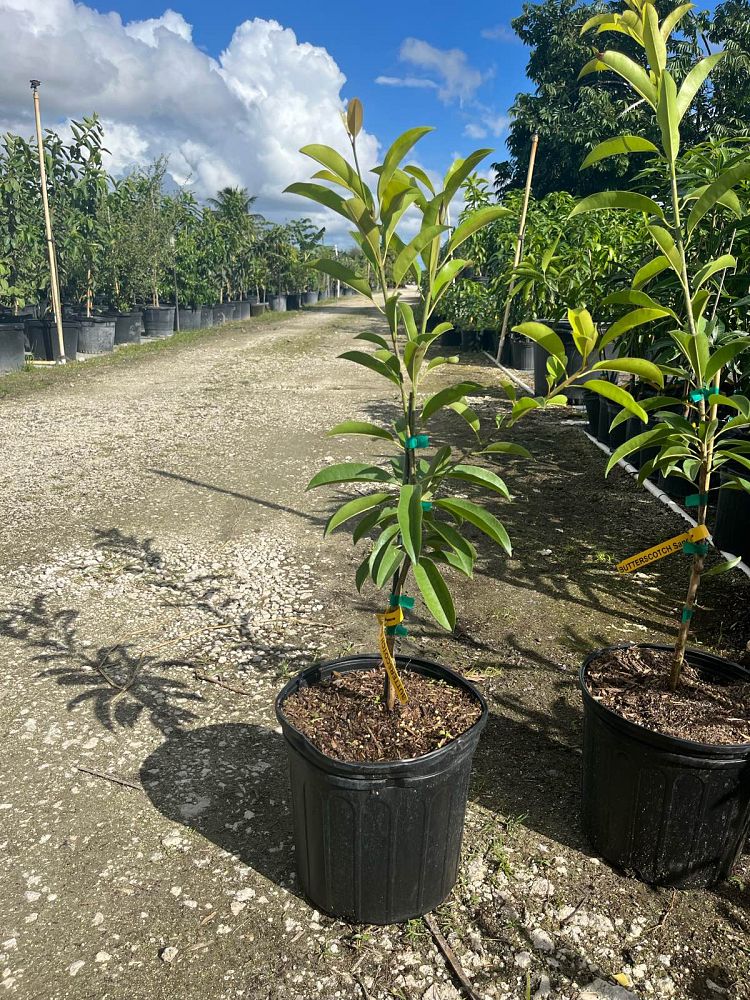 manilkara-zapota-sapodilla