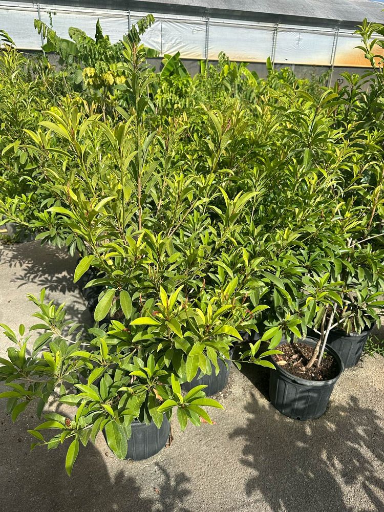 manilkara-zapota-sapodilla