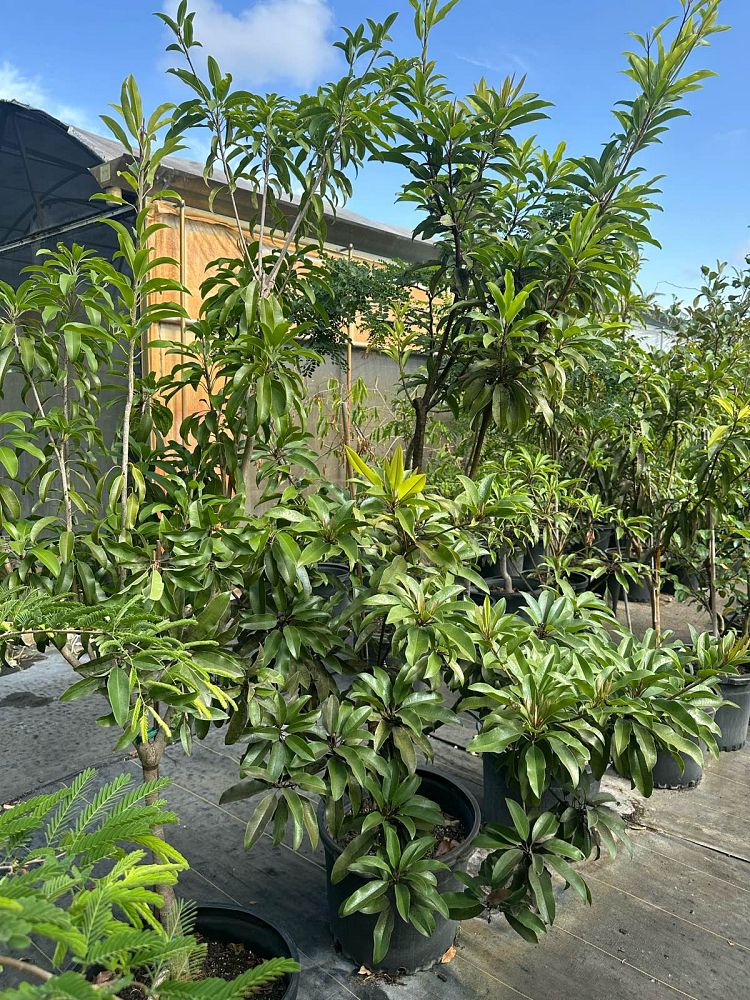 manilkara-zapota-sapodilla
