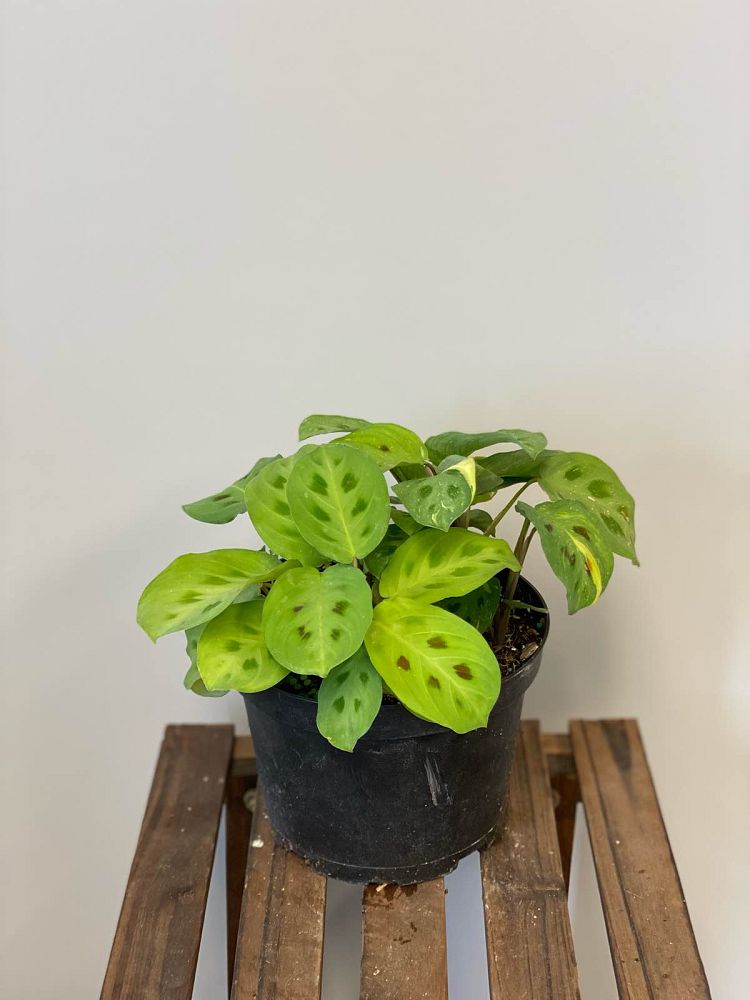 maranta-leuconeura-erythroneura-prayer-plant-red