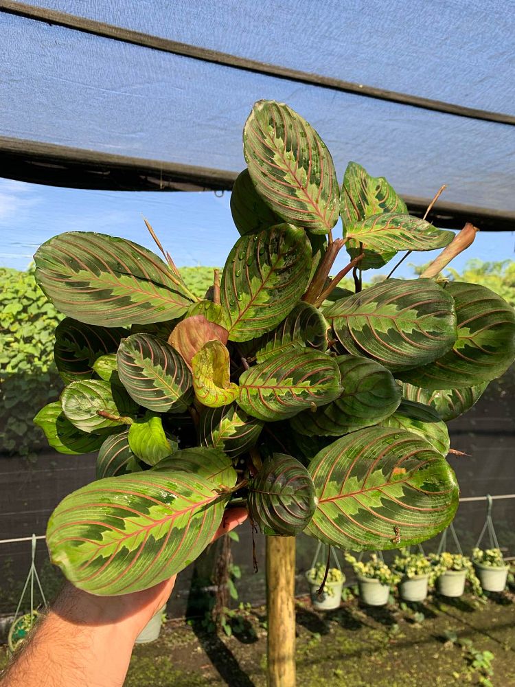maranta-leuconeura-erythroneura-prayer-plant-red