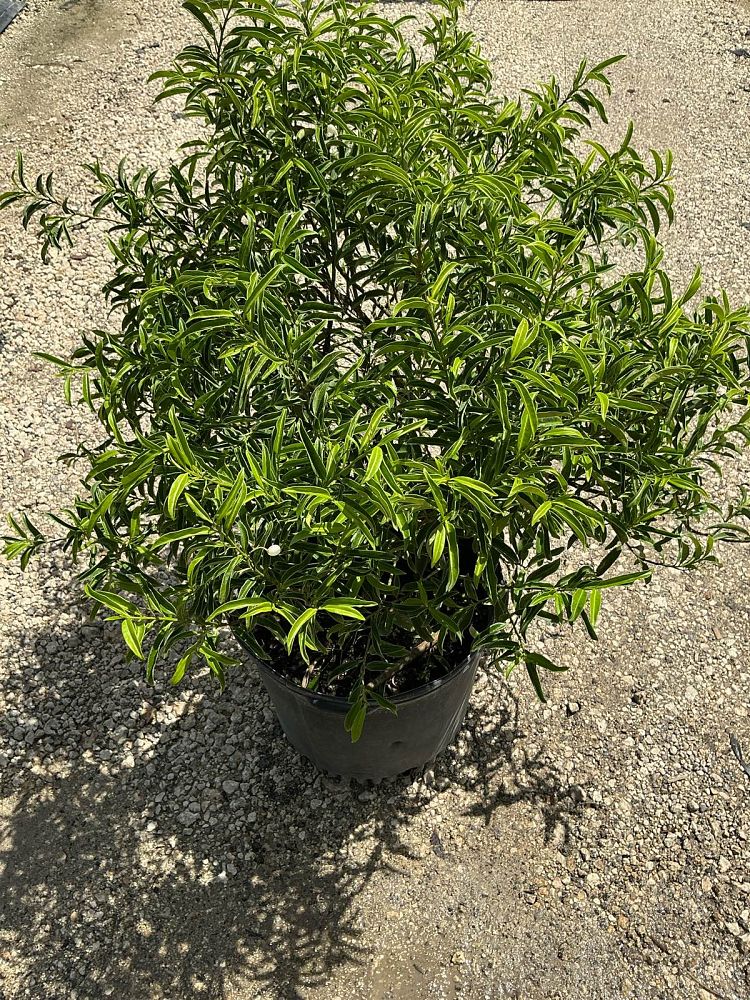 margyricarpus-setosus-pearlberry