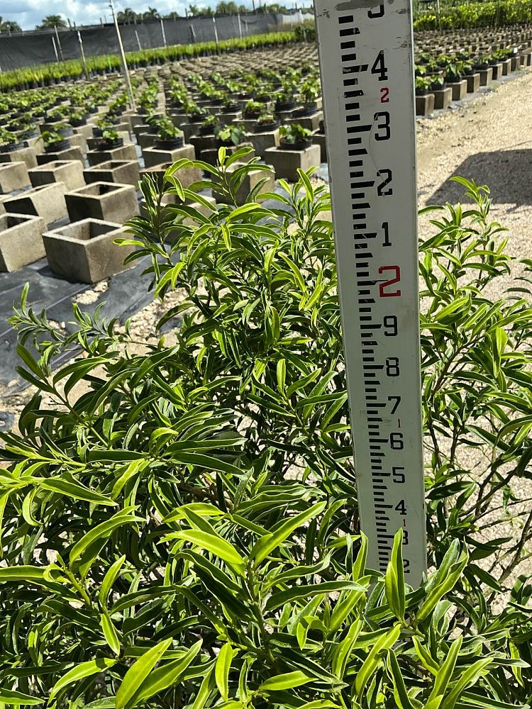 margyricarpus-setosus-pearlberry