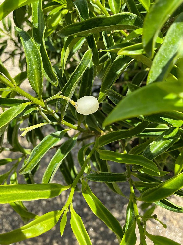 margyricarpus-setosus-pearlberry