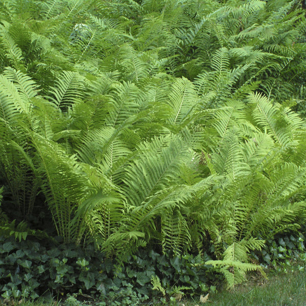 matteuccia-struthiopteris-ostrich-fern