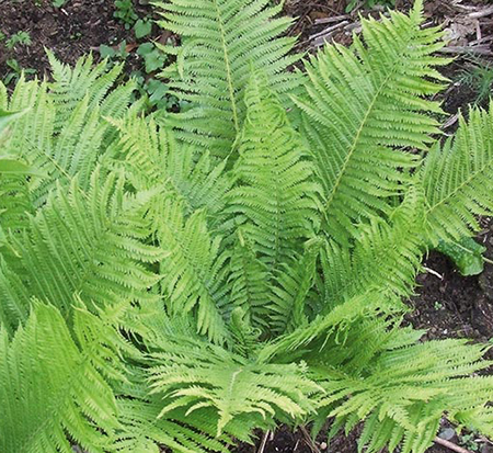 matteuccia-struthiopteris-ostrich-fern