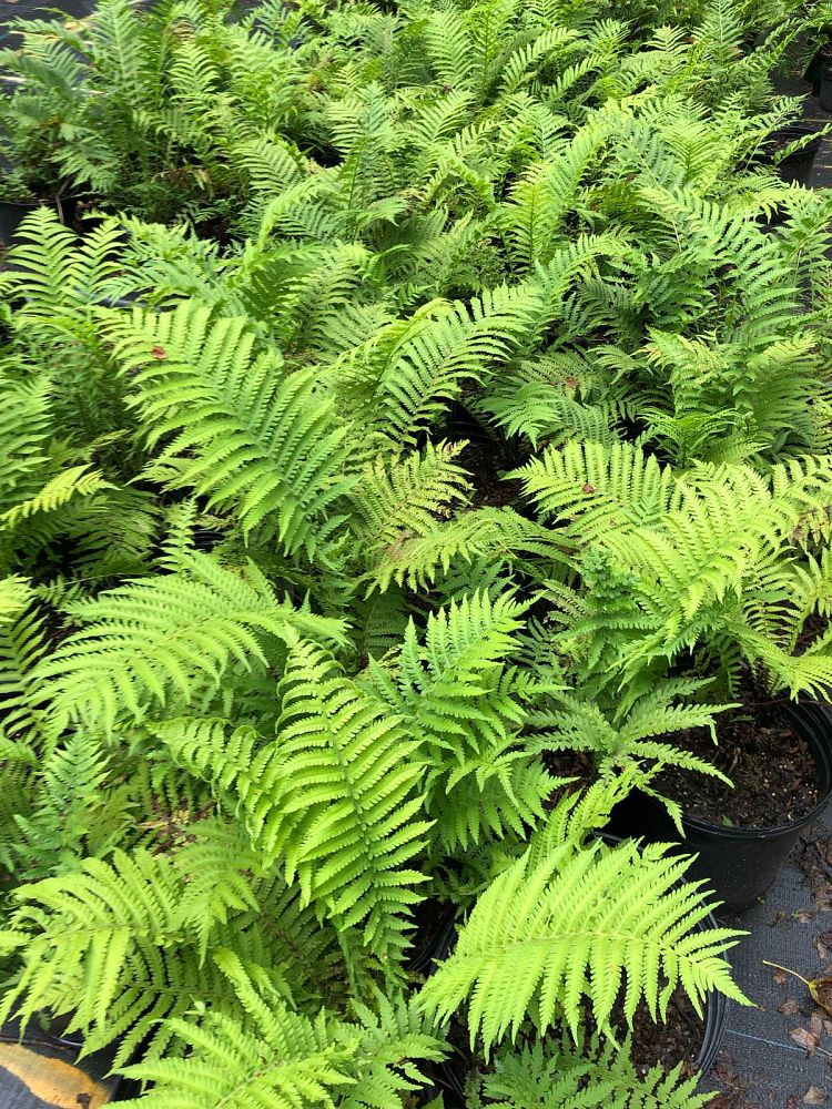 matteuccia-struthiopteris-ostrich-fern