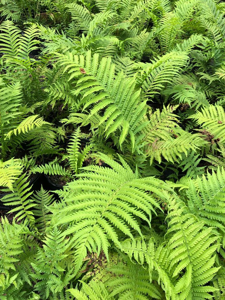 matteuccia-struthiopteris-ostrich-fern