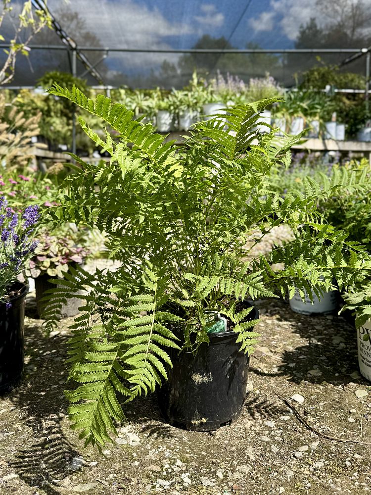 matteuccia-struthiopteris-ostrich-fern