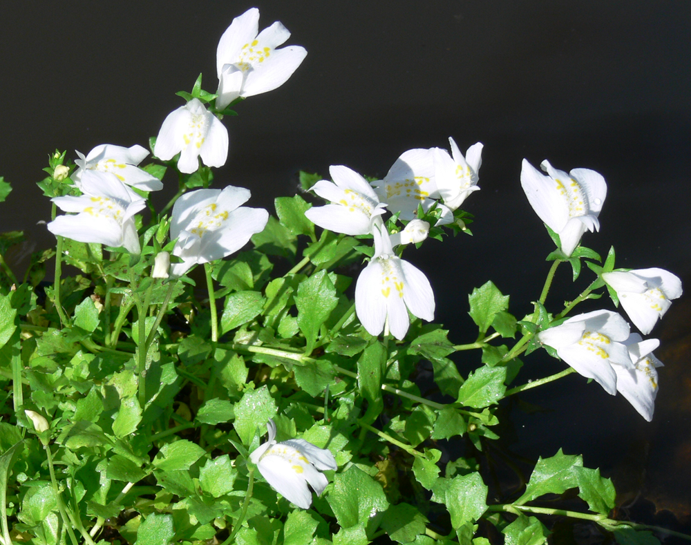 mazus-reptans-albus-white-mazus