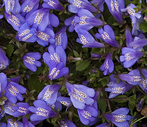 mazus-reptans-blue