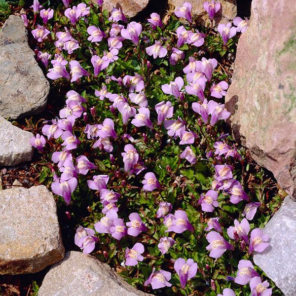 mazus-reptans-mazus