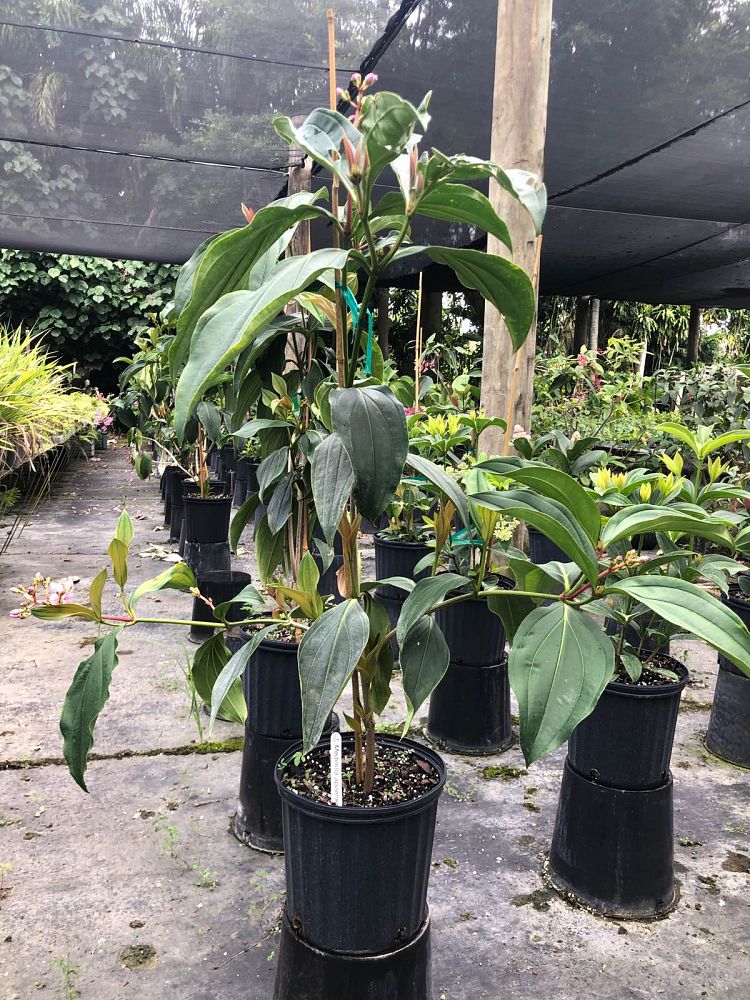 medinilla-apoensis