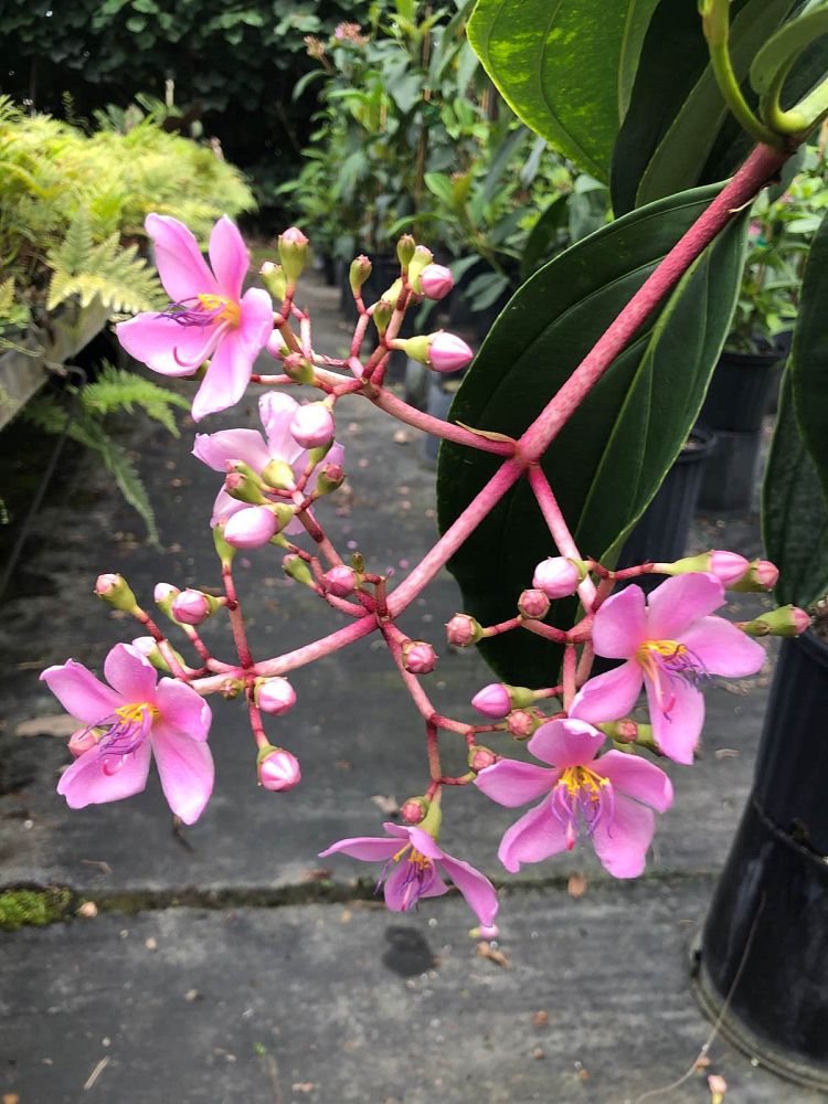 medinilla-apoensis