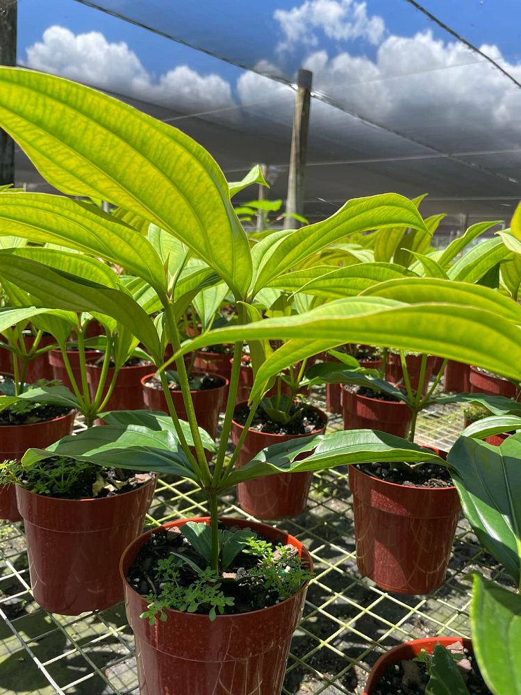 medinilla-apoensis