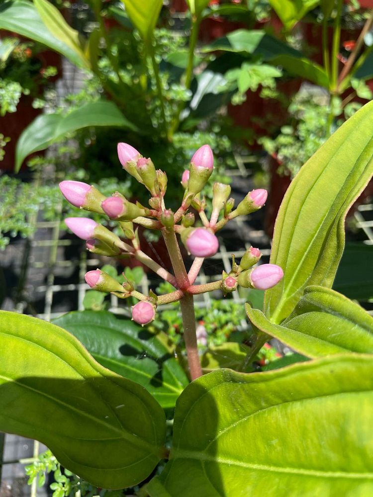 medinilla-apoensis