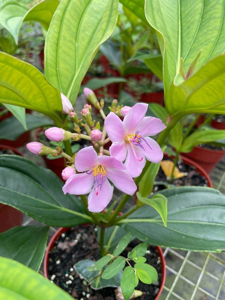 medinilla-apoensis