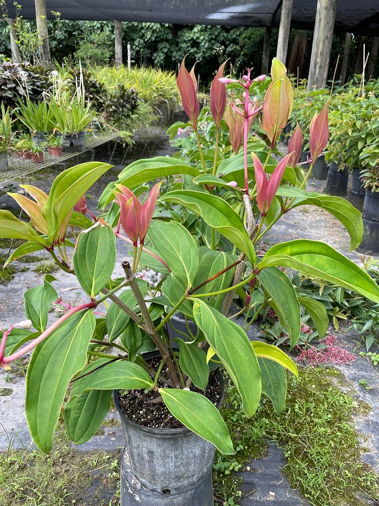 medinilla-apoensis