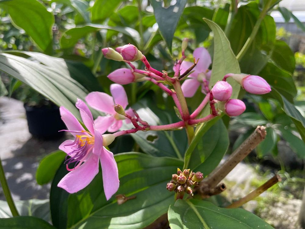 medinilla-apoensis