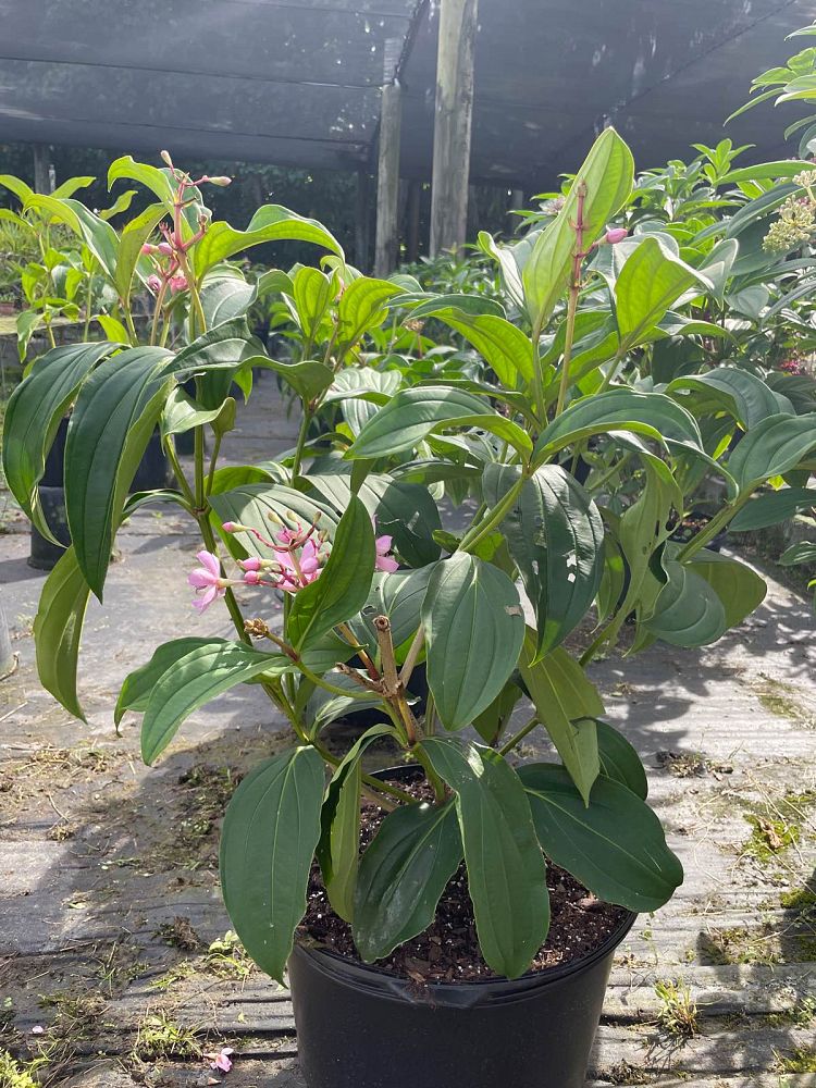 medinilla-apoensis