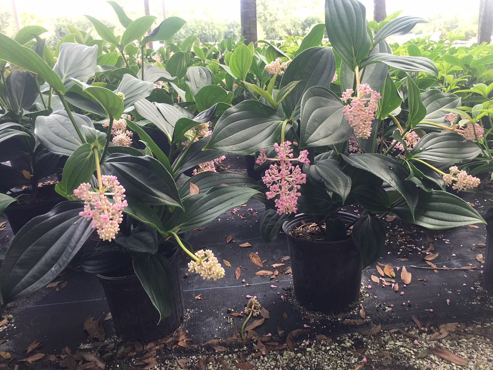 medinilla-cumingii-showy-medinilla-chandelier-tree