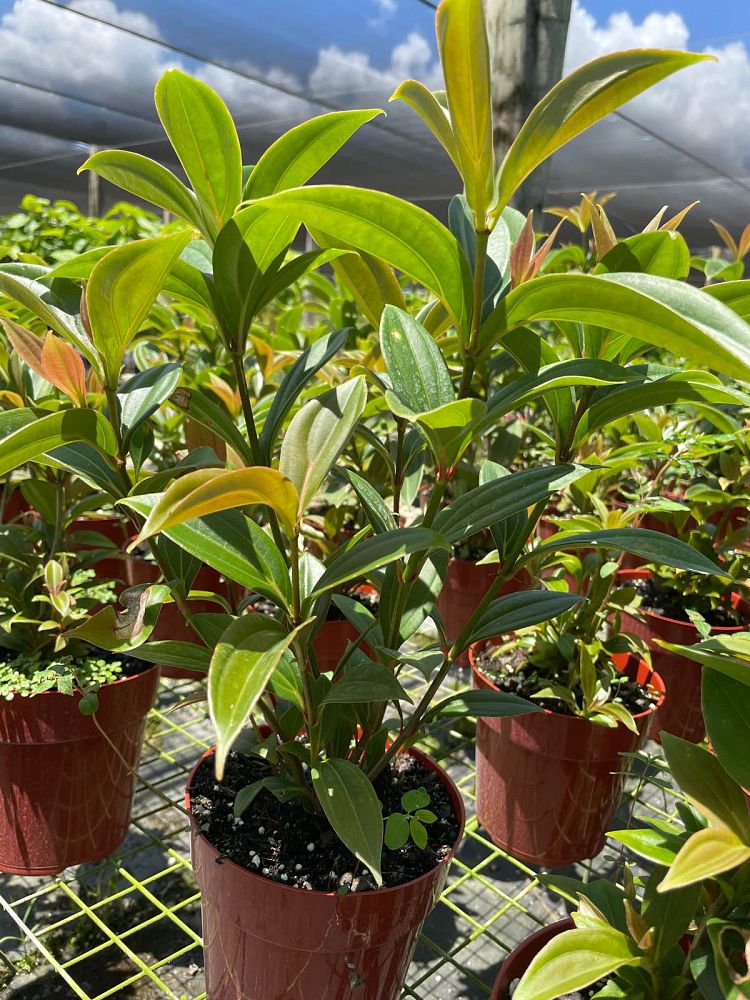 medinilla-cumingii-showy-medinilla-chandelier-tree