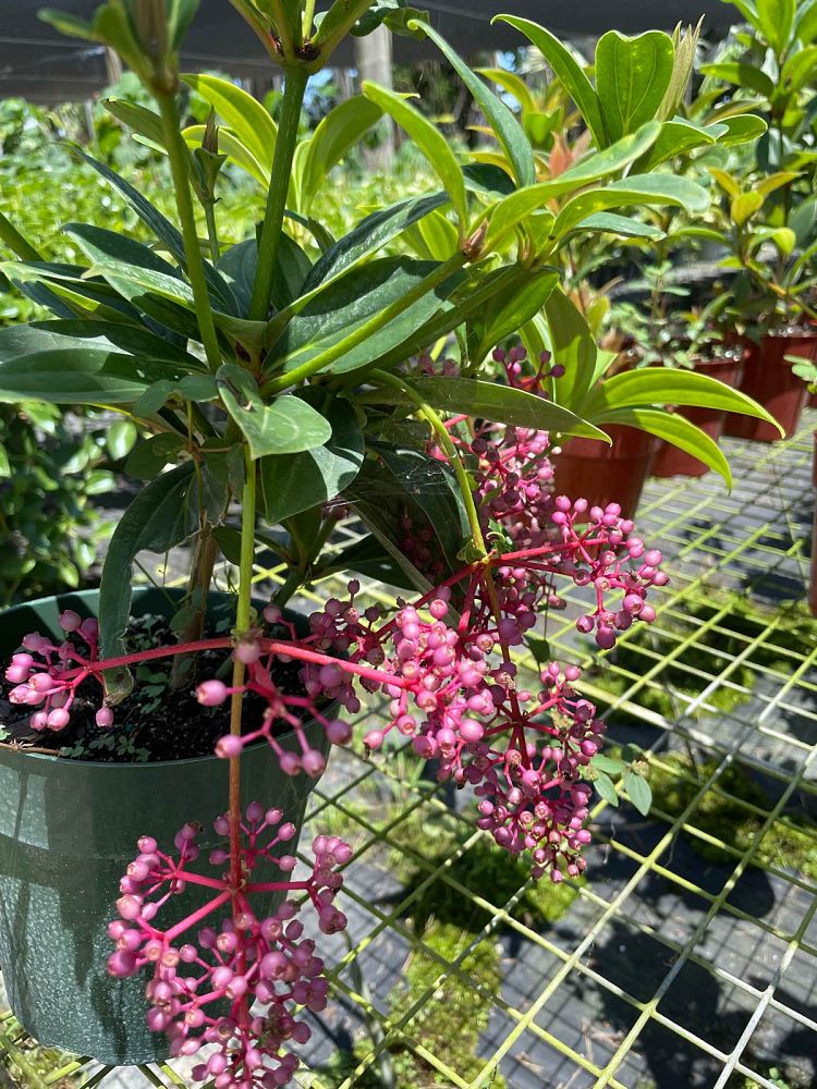 medinilla-cumingii-showy-medinilla-chandelier-tree