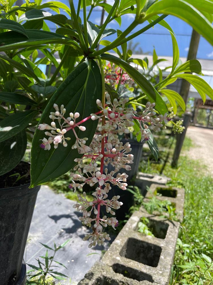 medinilla-cumingii-showy-medinilla-chandelier-tree