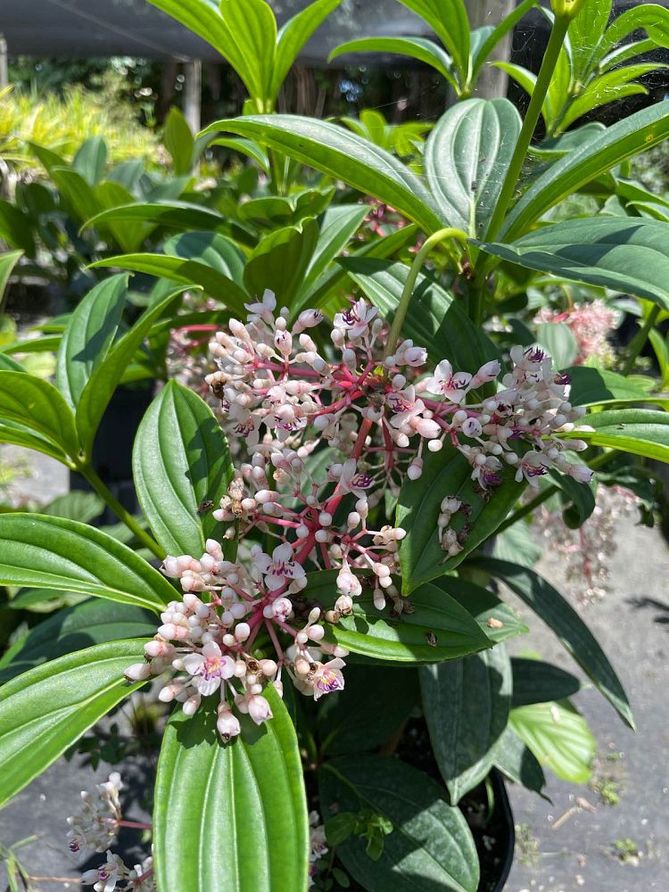 medinilla-cumingii-showy-medinilla-chandelier-tree