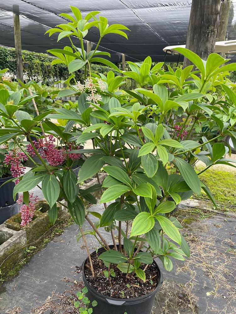medinilla-cumingii-showy-medinilla-chandelier-tree